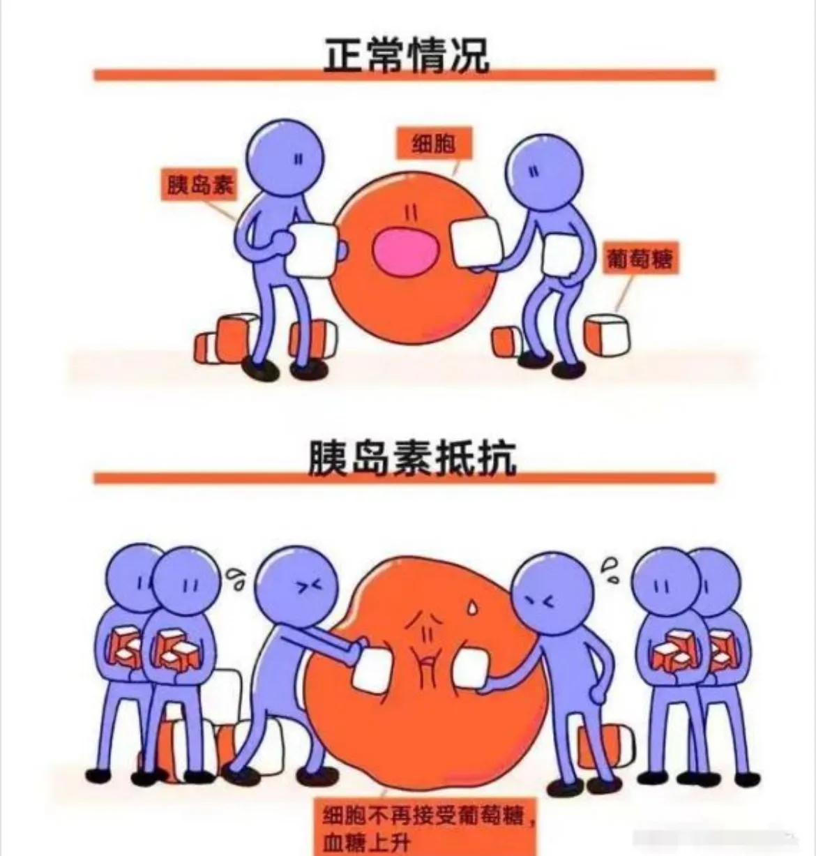 改善胰岛素抵抗的饮食