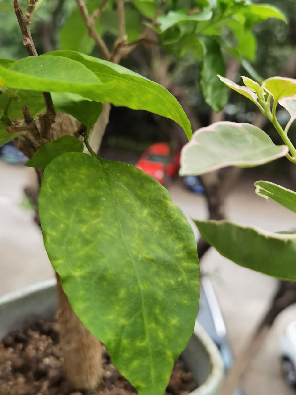 三角梅叶子黄斑点是什么病害 翻了叶子背面不像是红蜘蛛