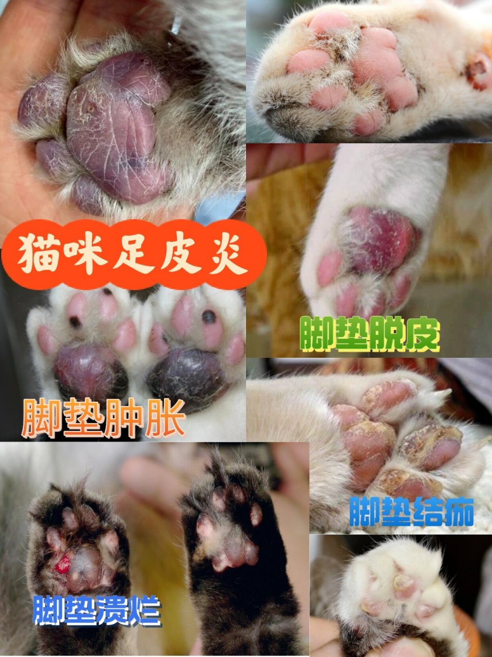 猫咪足癣图片