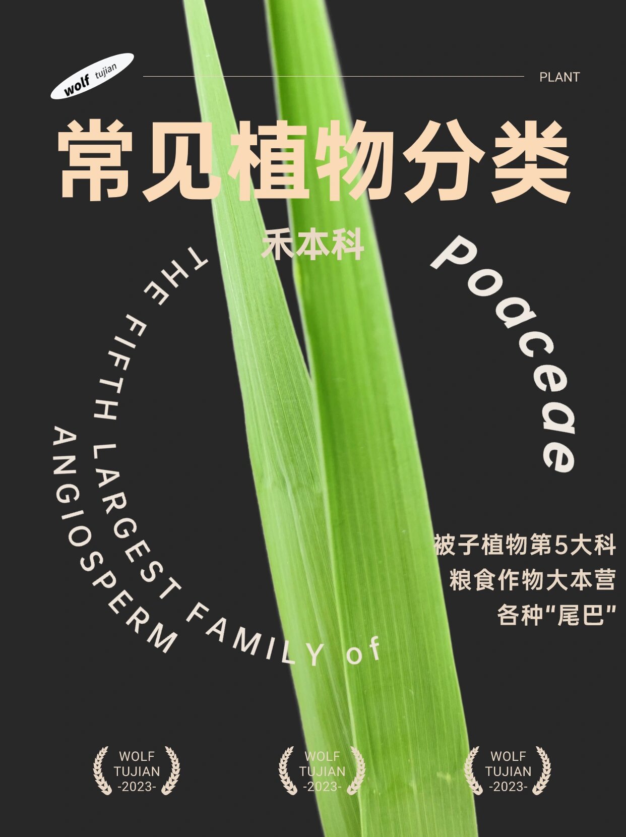常见植物分类!禾本科 909090