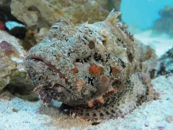 生物-石头鱼 7615世界上最毒的鱼 91伪装强者 学名"玫瑰毒鲉"