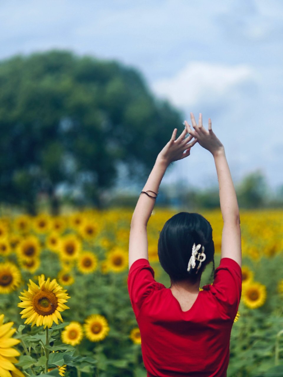 昆山巴城,向日葵花海. 理想中的向日葵花海,就该是这样的呢.