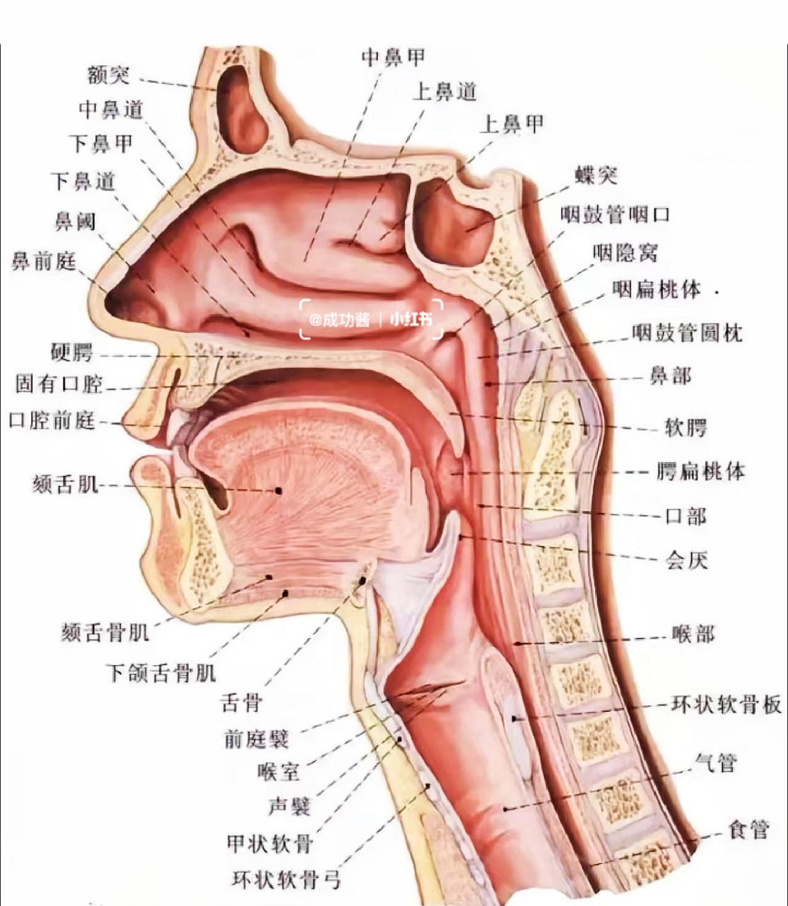 人体喉咙结构图图片