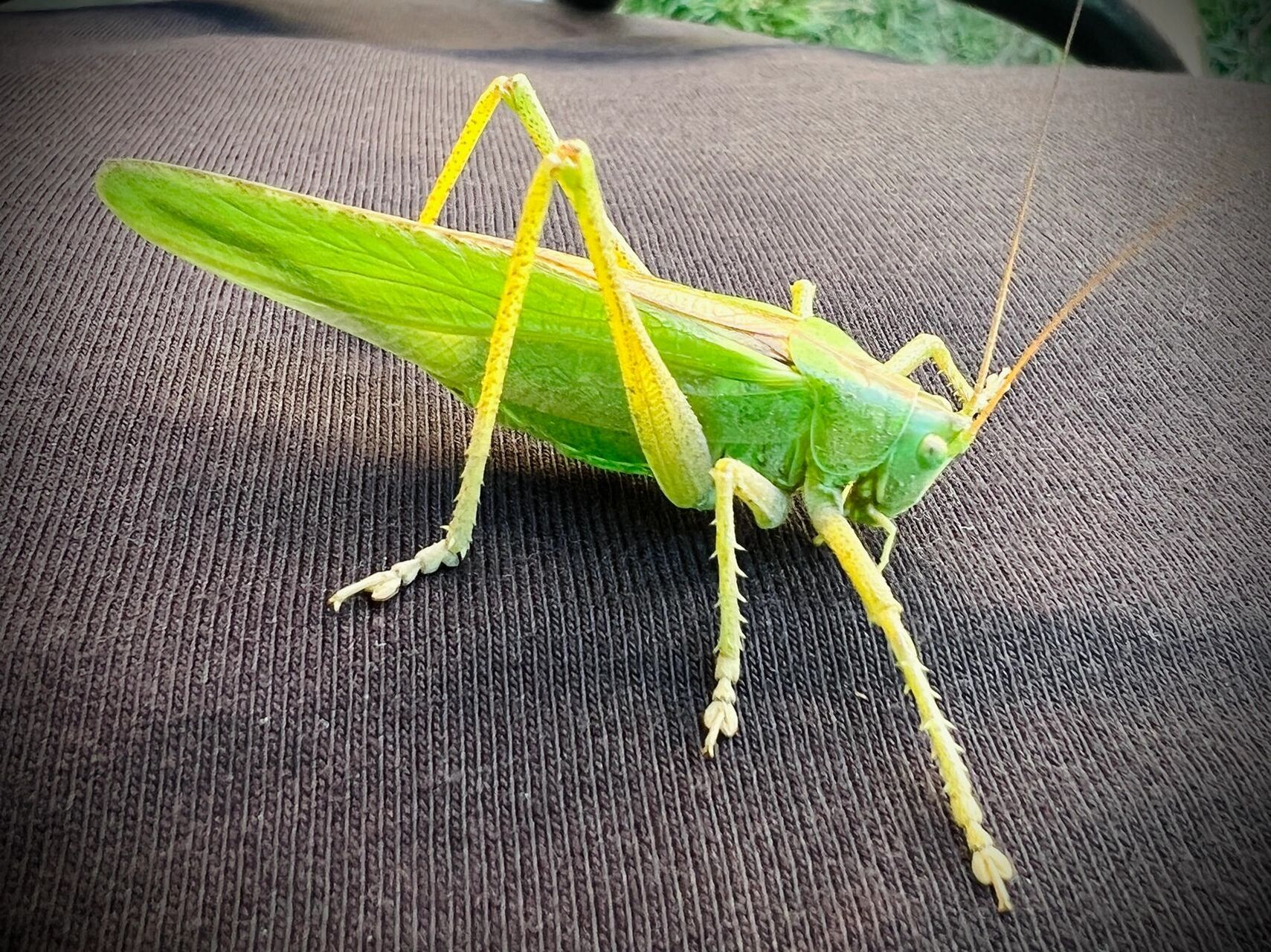 绿蝈蝈跳到身上的第一反应:别动让我拍张照