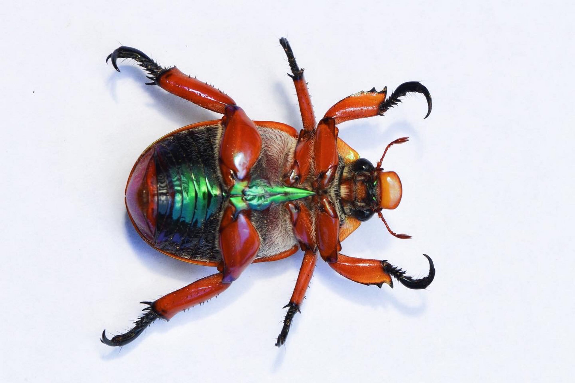 澳洲-国王圣诞甲虫 鞘翅目 金龟子科 标本 king christmas beetle