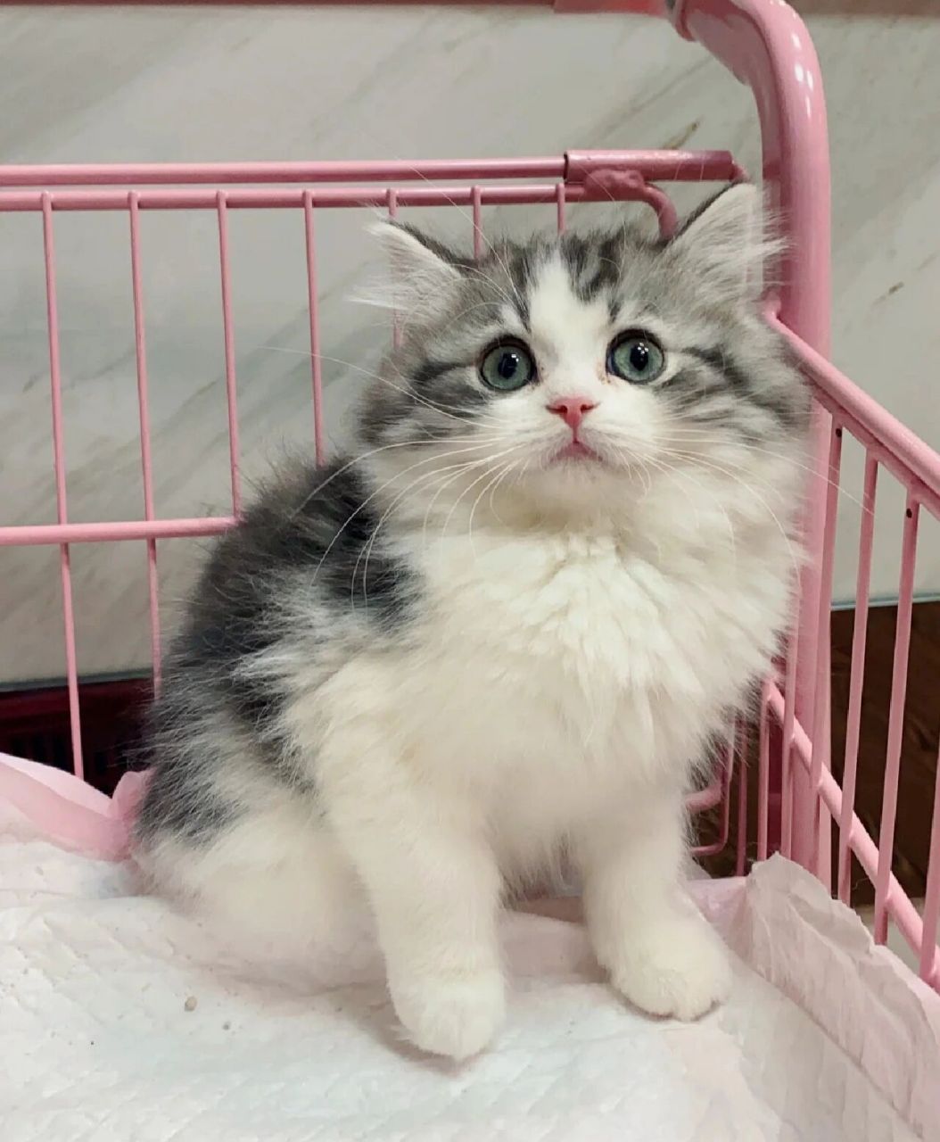 美短高地起司很少见哦,喜欢不要错过!