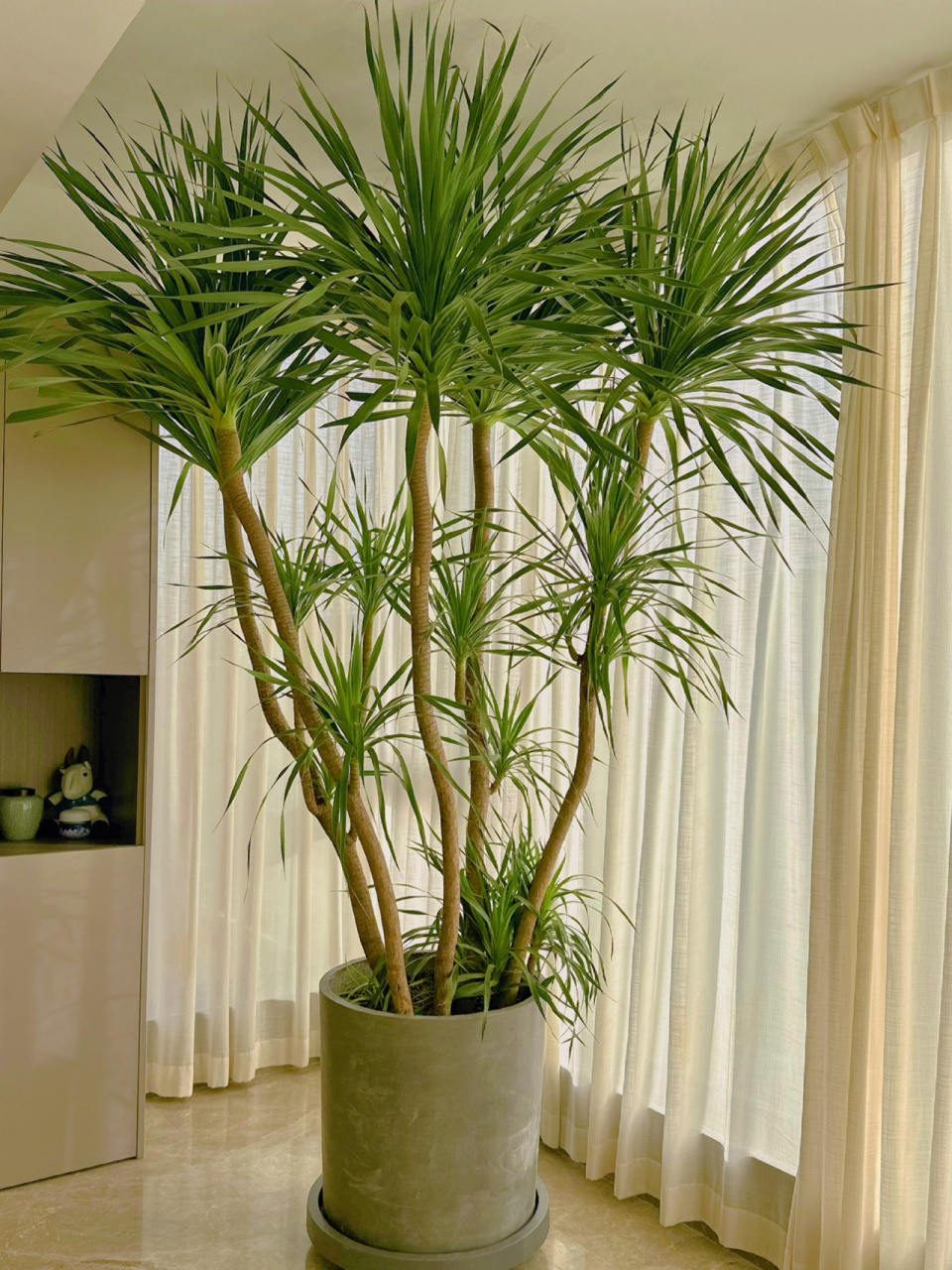 超大龙血树——家养室内绿植又一天花板上线 特别大,有多大呢?