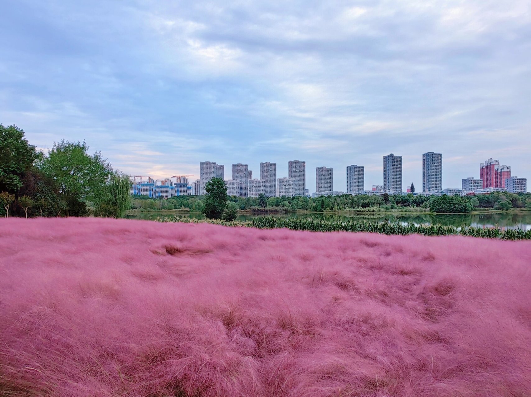 合肥附近花海图片