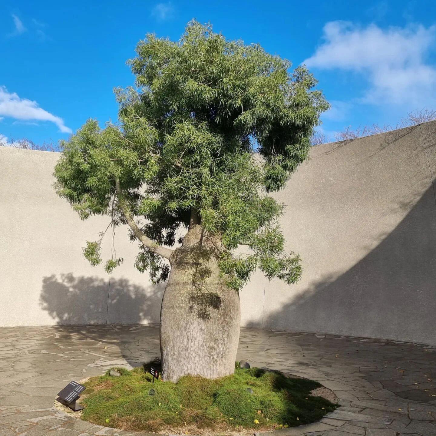 家居植物分享-昆士兰瓶树 树皮厚,灰白色,多裂缝,高大植株的树干呈