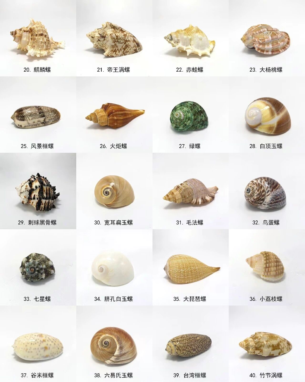 海螺贝壳标本 灵山岛的贝壳屋,有条件一定也自己装饰一个壮观.