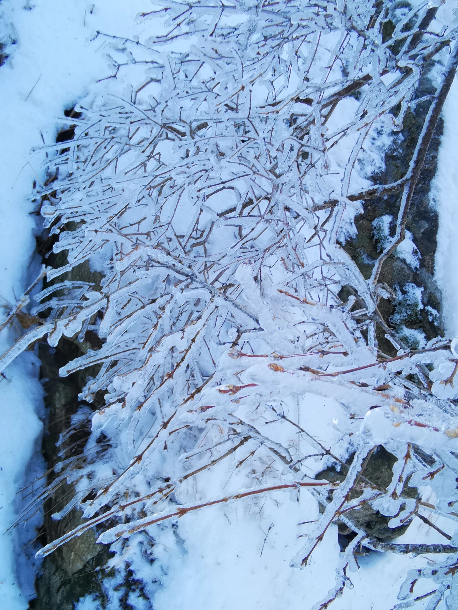 雪后泰山冰凌树挂,美成了童话世界