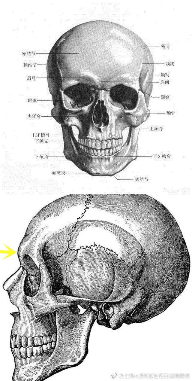 眉额骨图片