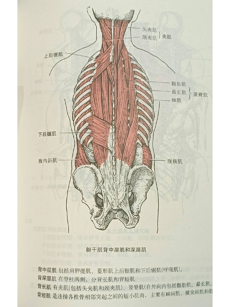 解剖-背部肌肉 深层中层浅层