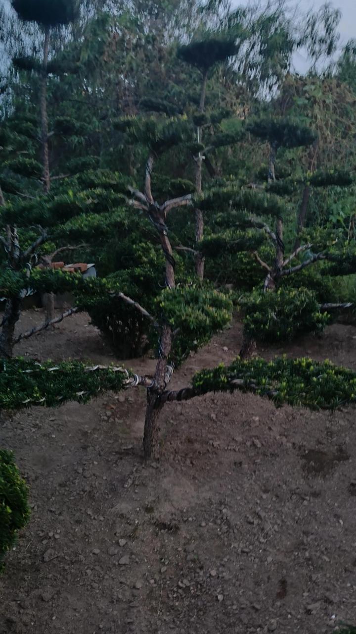 别墅大门前放什么盆景好?红豆杉景观树造型