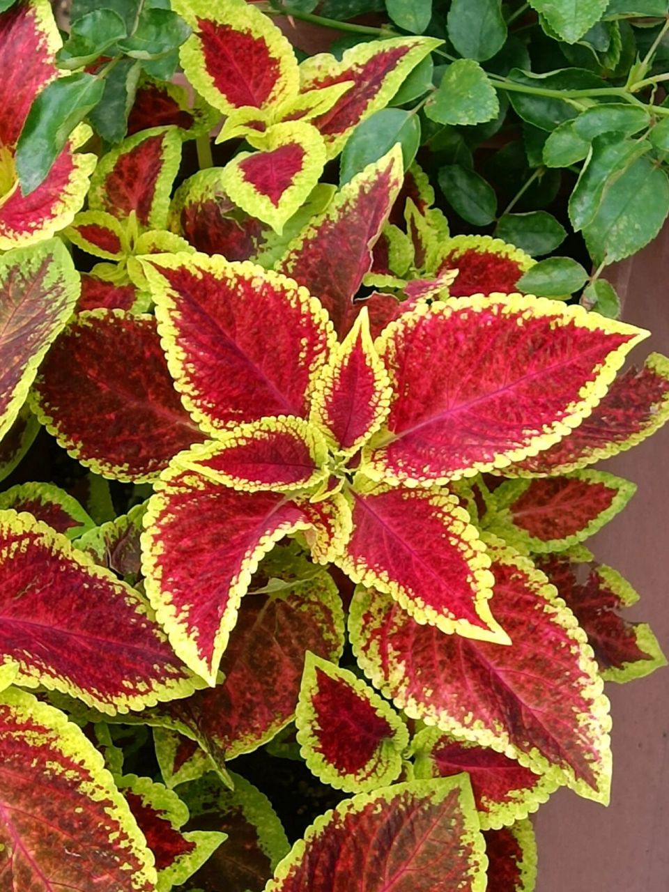 颜值高的五彩苏,你见过吗? 色彩绚烂的五彩苏, 你都见过哪一些?