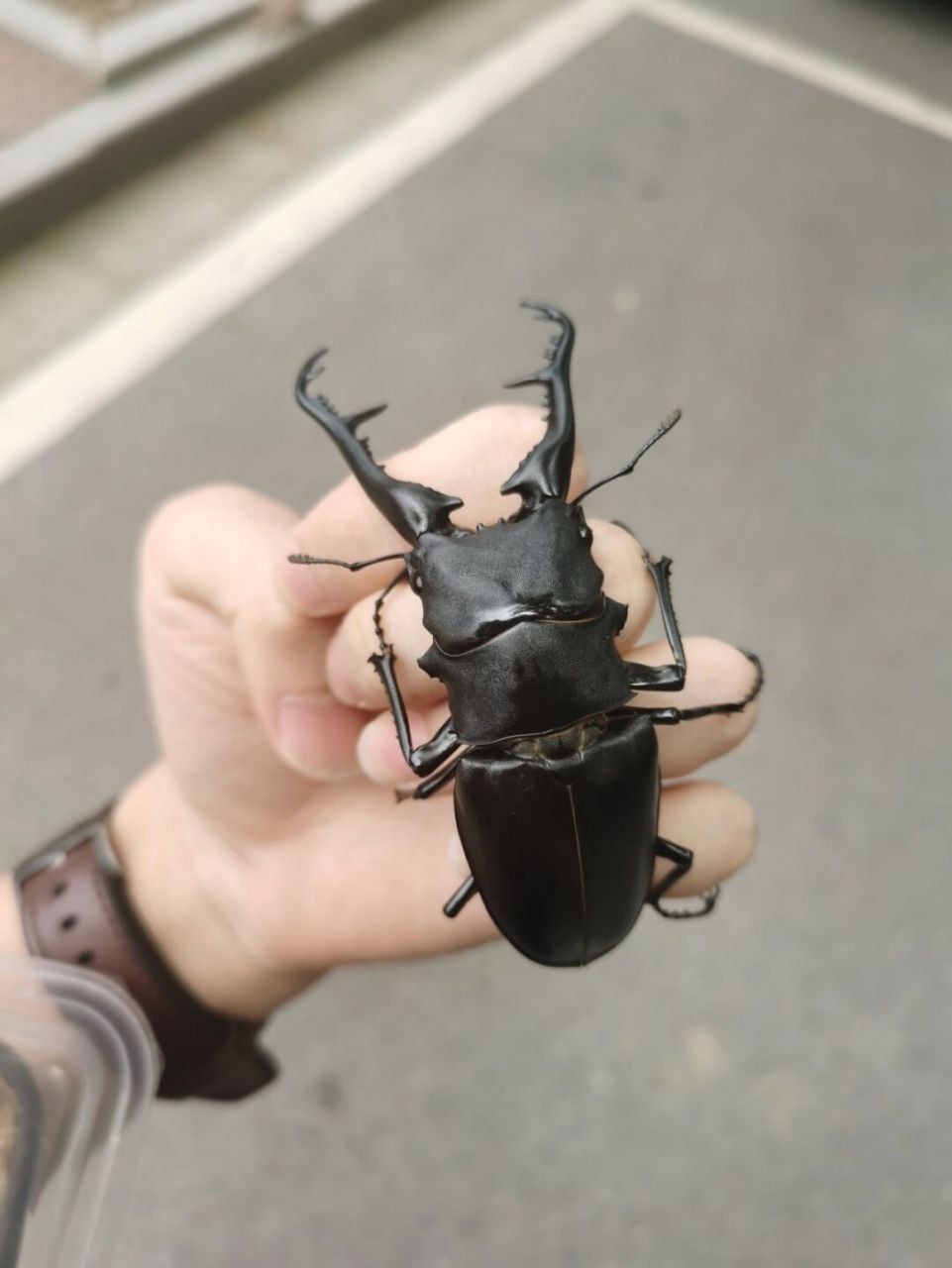 最长的楸甲——pgk长颈鹿楸甲 长颈鹿锯锹pgk亚种分布于印尼佛罗雷斯