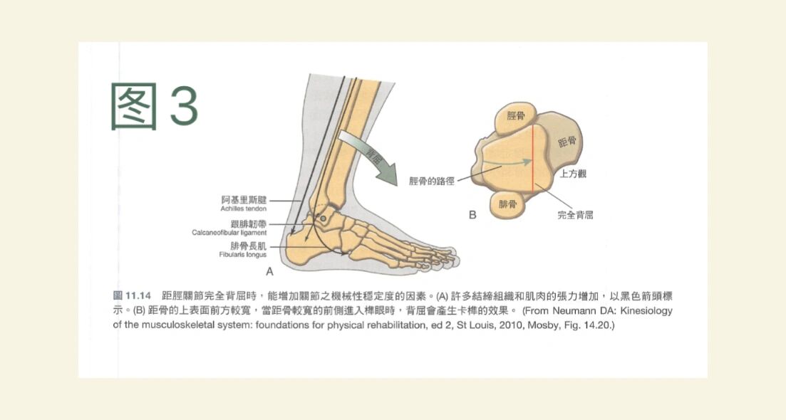足踝关节生物力学 结构 功能 踝关节(图1)由胫,腓骨下端关节面与距骨