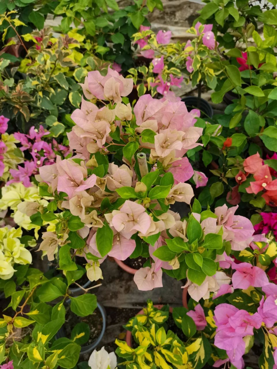 暗斑叶中国丽人三角梅 嫁接苗棒棒糖型