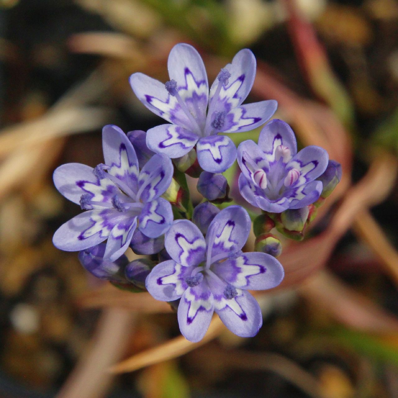 codonorhiza corymbosa pale 钟根鸢尾浅色个体/伞花钟根鸢尾浅色