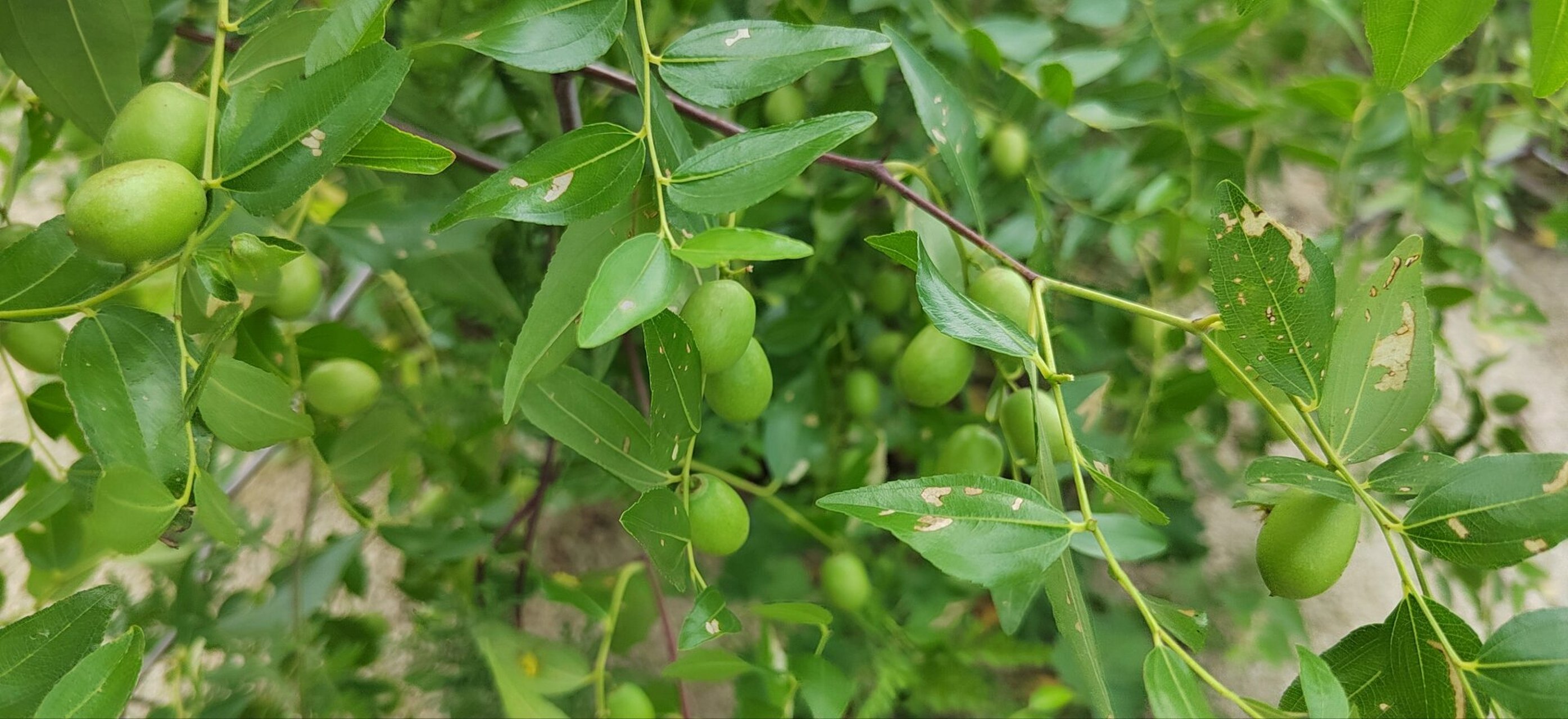 山梨木简介图片