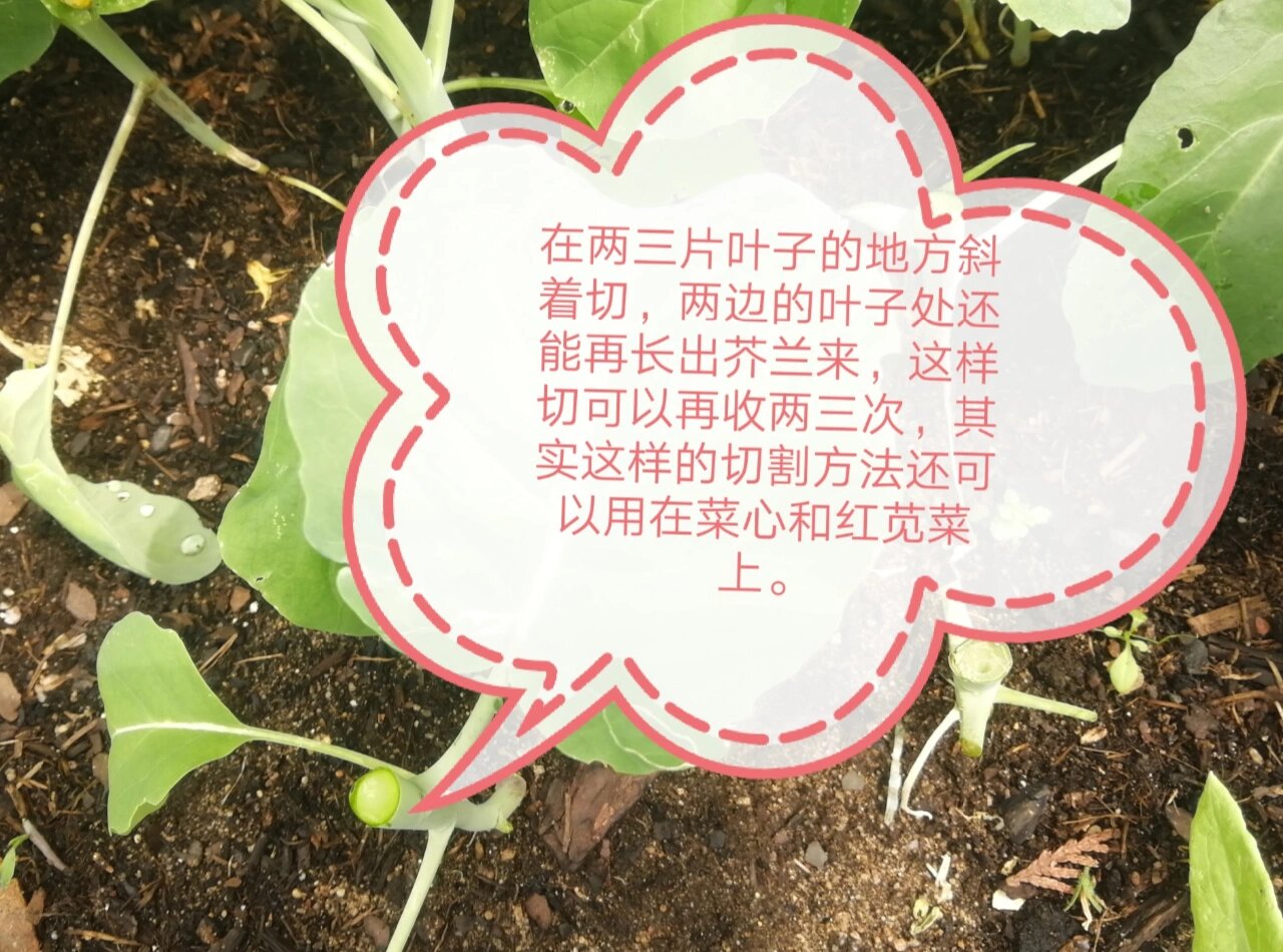 芥兰各种花样的切法图片