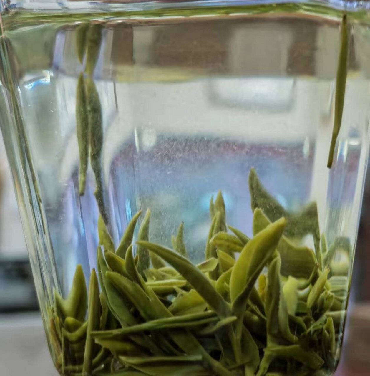 day16|每天人是一款茶之重庆名茶永川秀芽 永川秀芽是针形名茶,属于