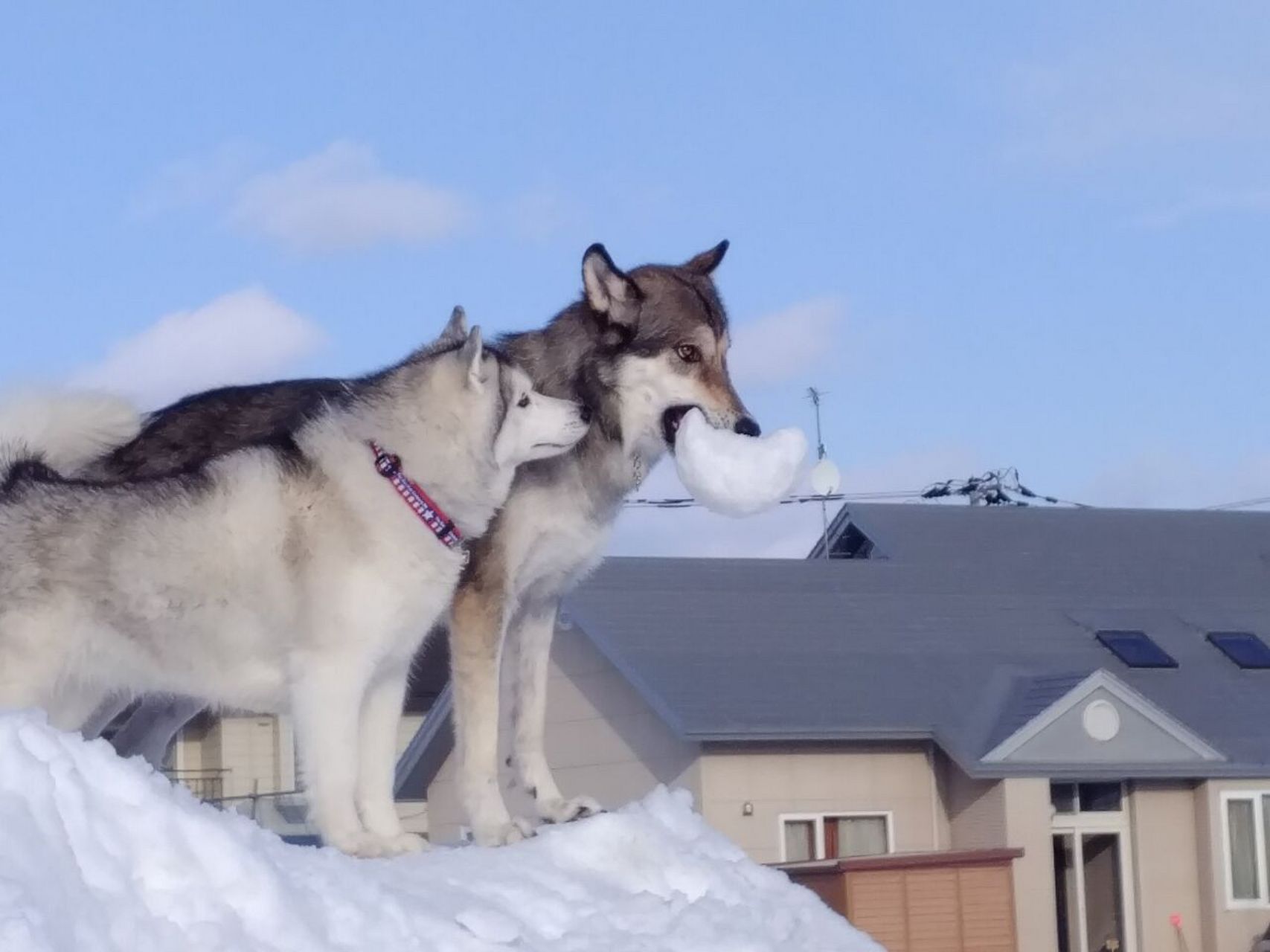 狼犬与哈士奇  ——cr:day206s16 676767  02020202