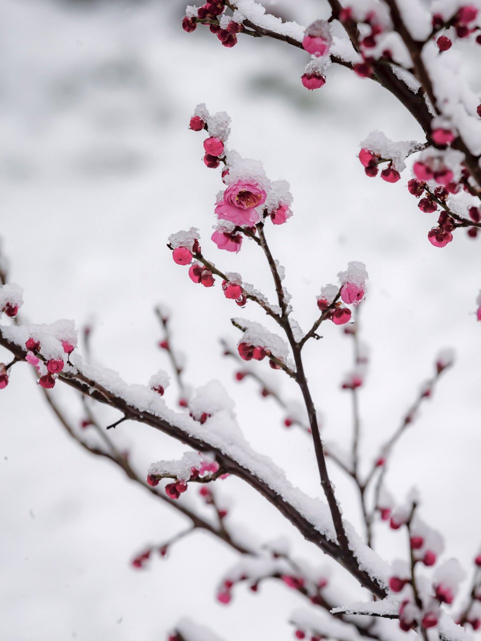 梅花残雪品种的图片图片