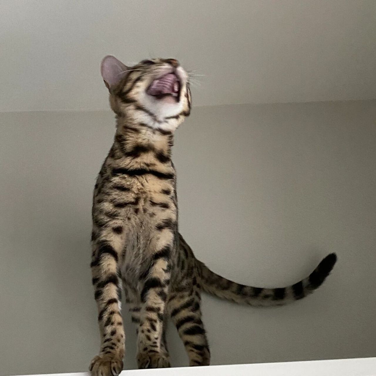 豹猫头像   bagel好上镜啊
