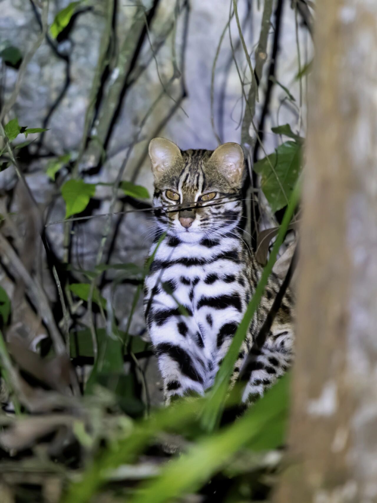 连续两晚在野外看见野生豹猫 在广西连续两晚看见豹猫,图2,3是第一天