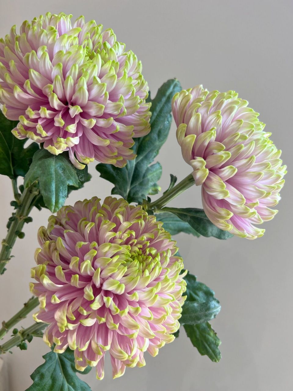 日本菊花|  淡雅紫色         端庄秀丽 这款菊花的特色就是淡紫的