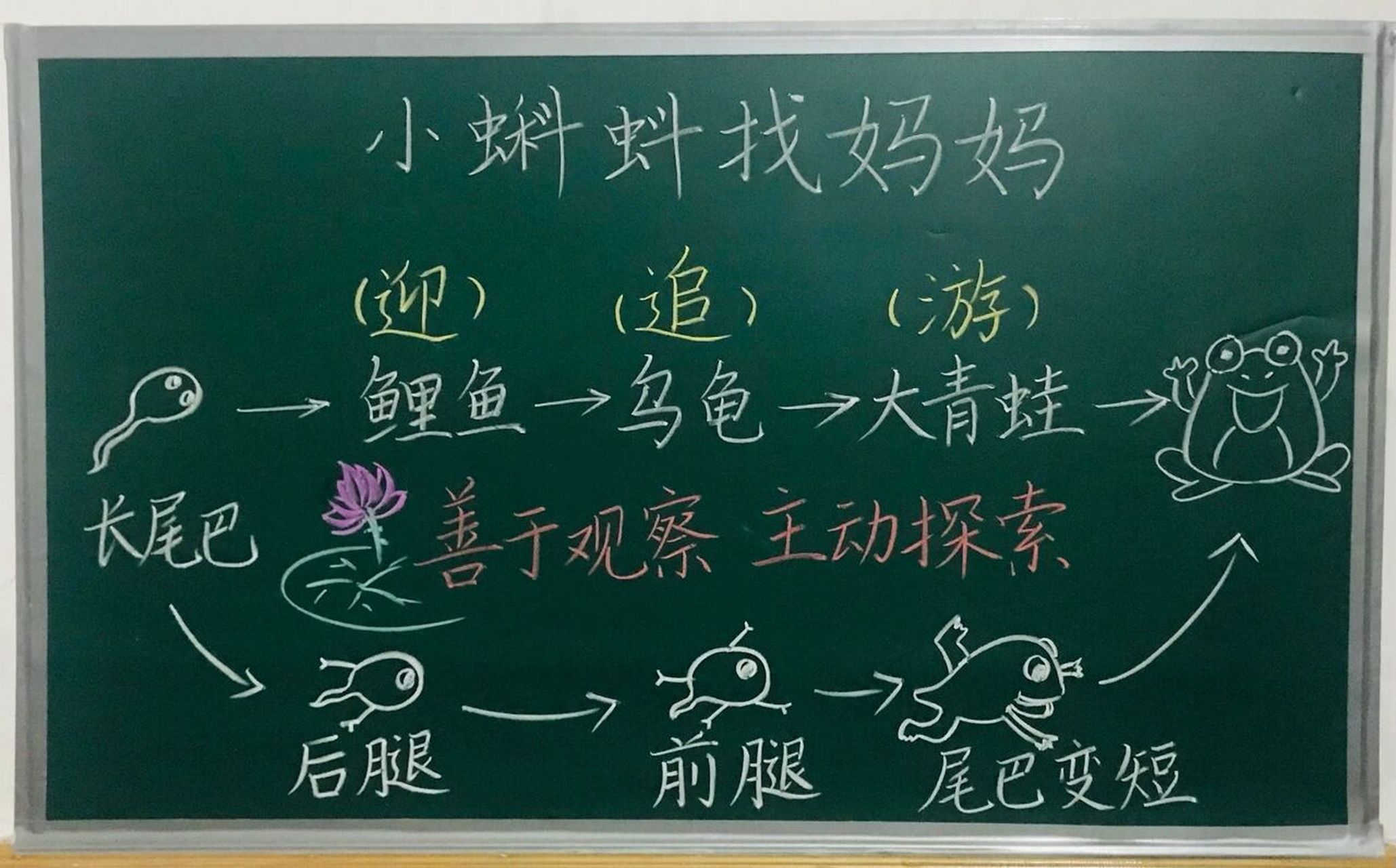 二年级上册《小蝌蚪找妈妈》板书设计 #小学语文板书设计