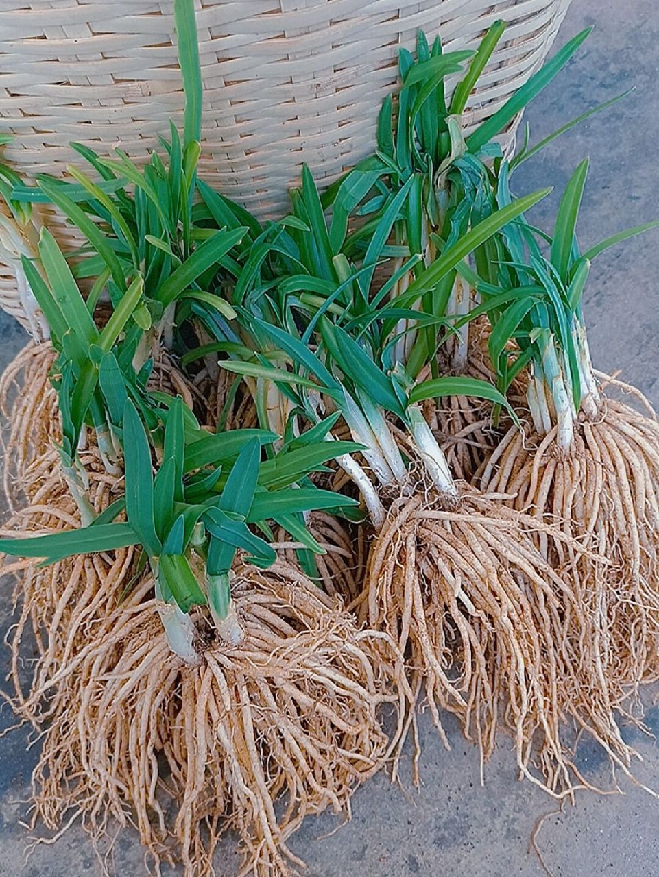 不知道什么是撇菜根的朋友进,云南的撇菜根 宝,你们要的撇(苤)菜根