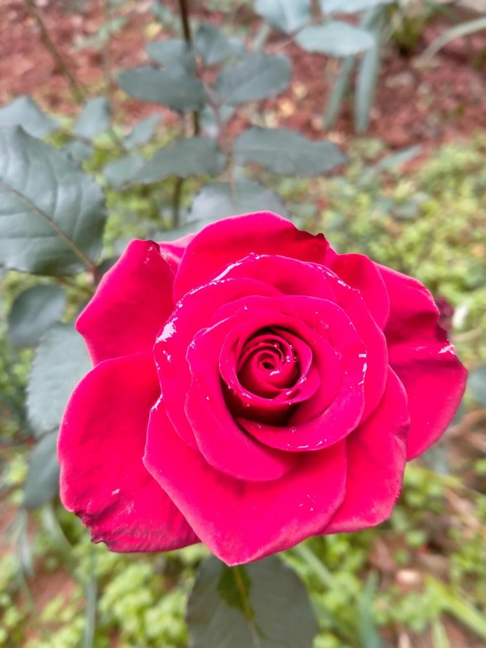 不畏严寒开花的月季 月季品种繁多,花色缤纷,是一种比较常见的园林或