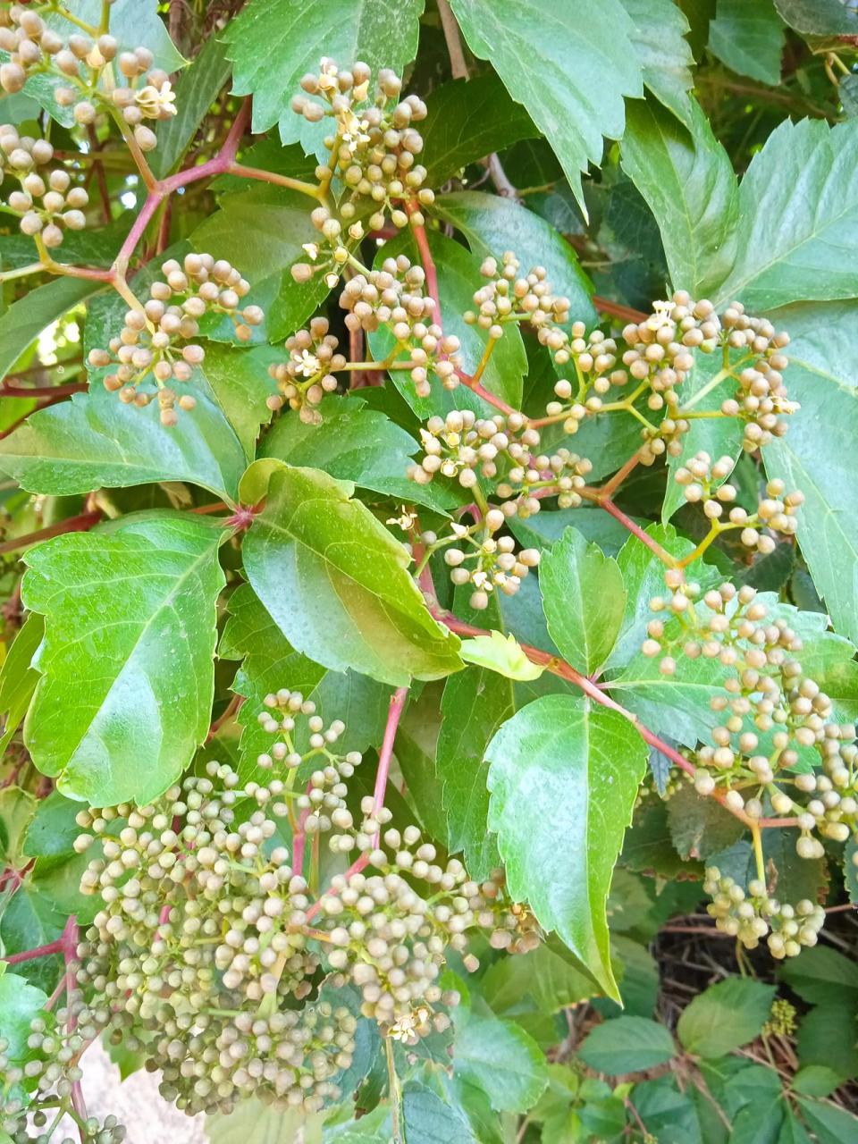 爬山虎会开花吗花期图片