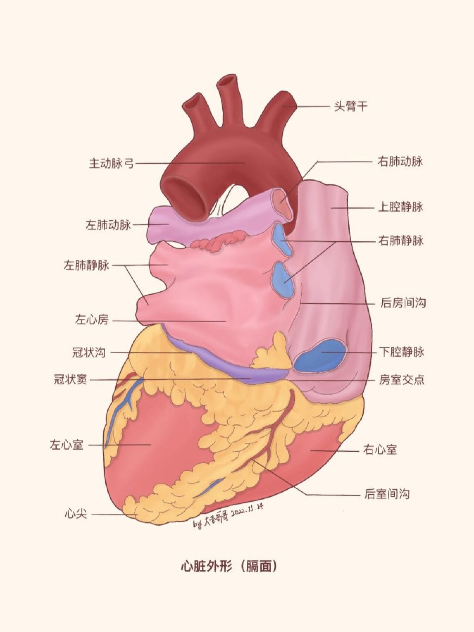 心窝部位置图片