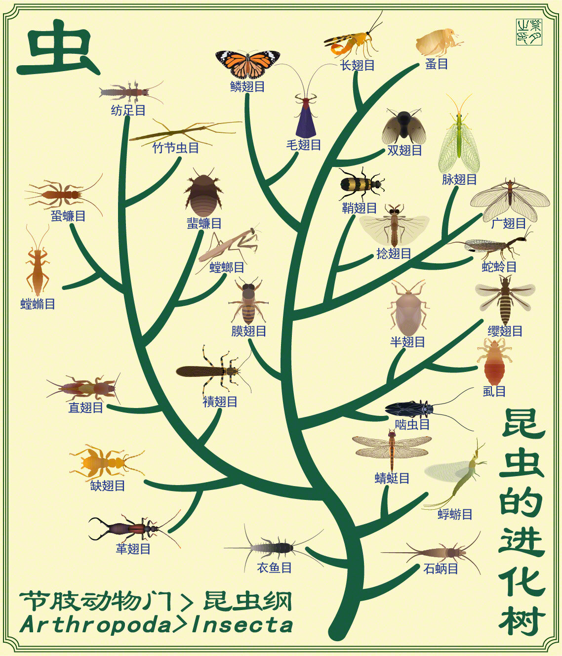 三叶虫进化树图片