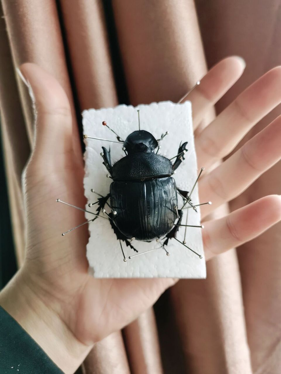 大屎壳郎标本 大型屎壳郎 大象屎壳郎 #屎壳郎# #甲虫# #标本里的奇遇