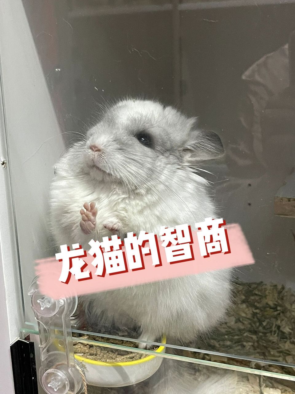 龙猫的智商相当于人的4-6岁,人类的智商是7.4到7.8,龙猫1.34,狗1.