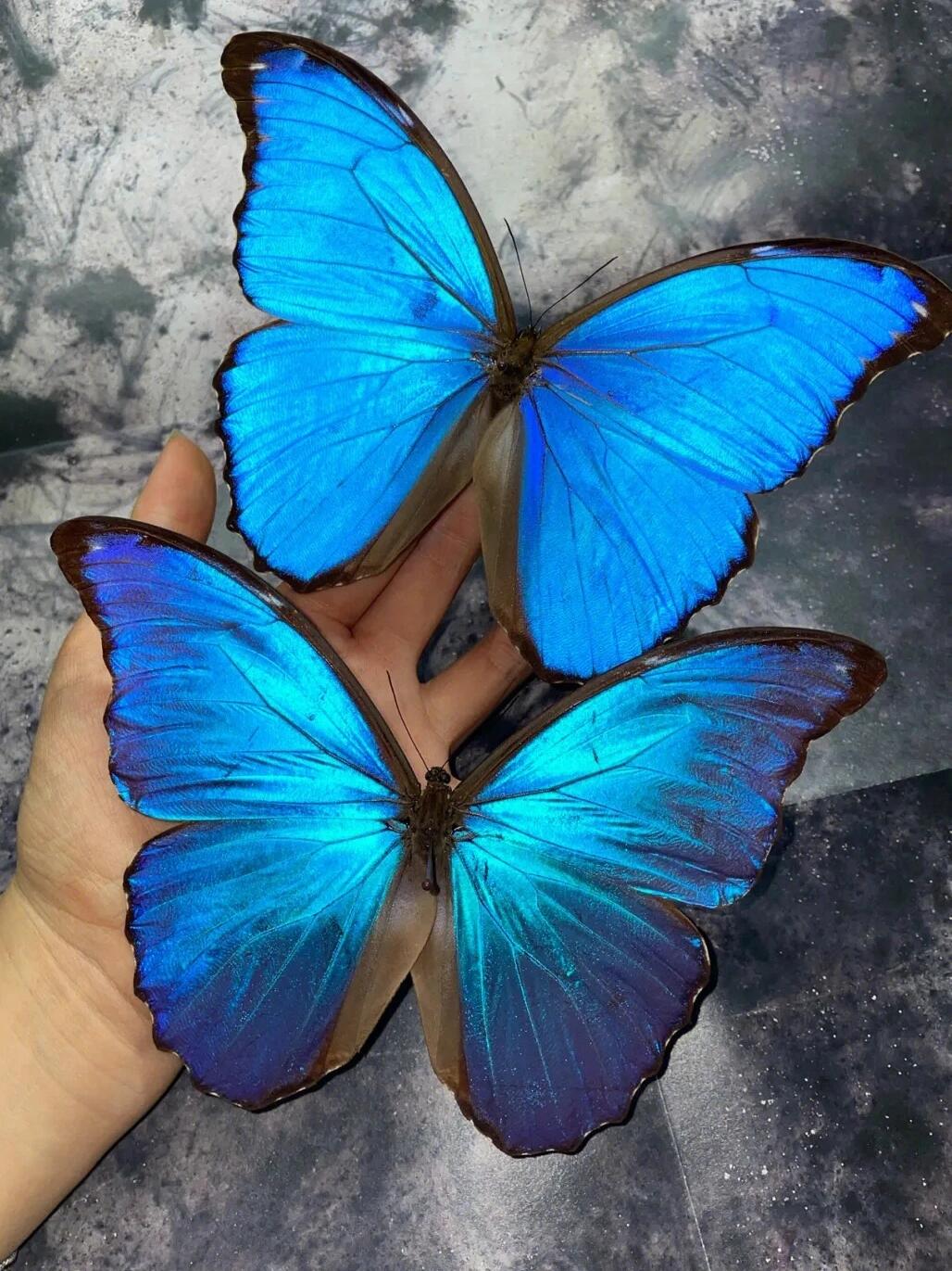 每天认识一种有趣动物|蓝闪蝶 蓝闪蝶 「蓝色妖姬」 🍊外文名:blue