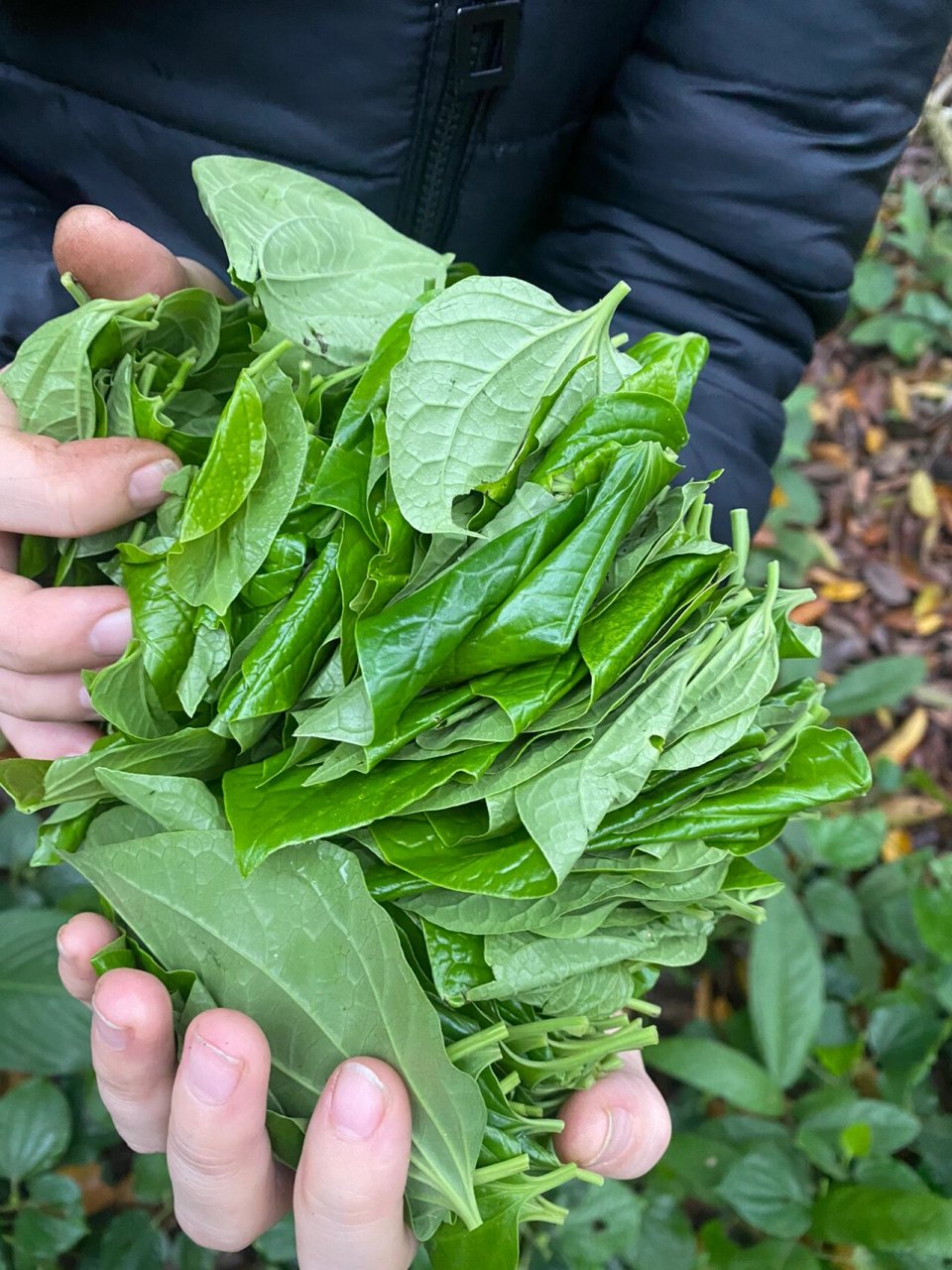 真的好想去山上摘捞叶95 不是所有海南人都知道这个叶子叫什么吧