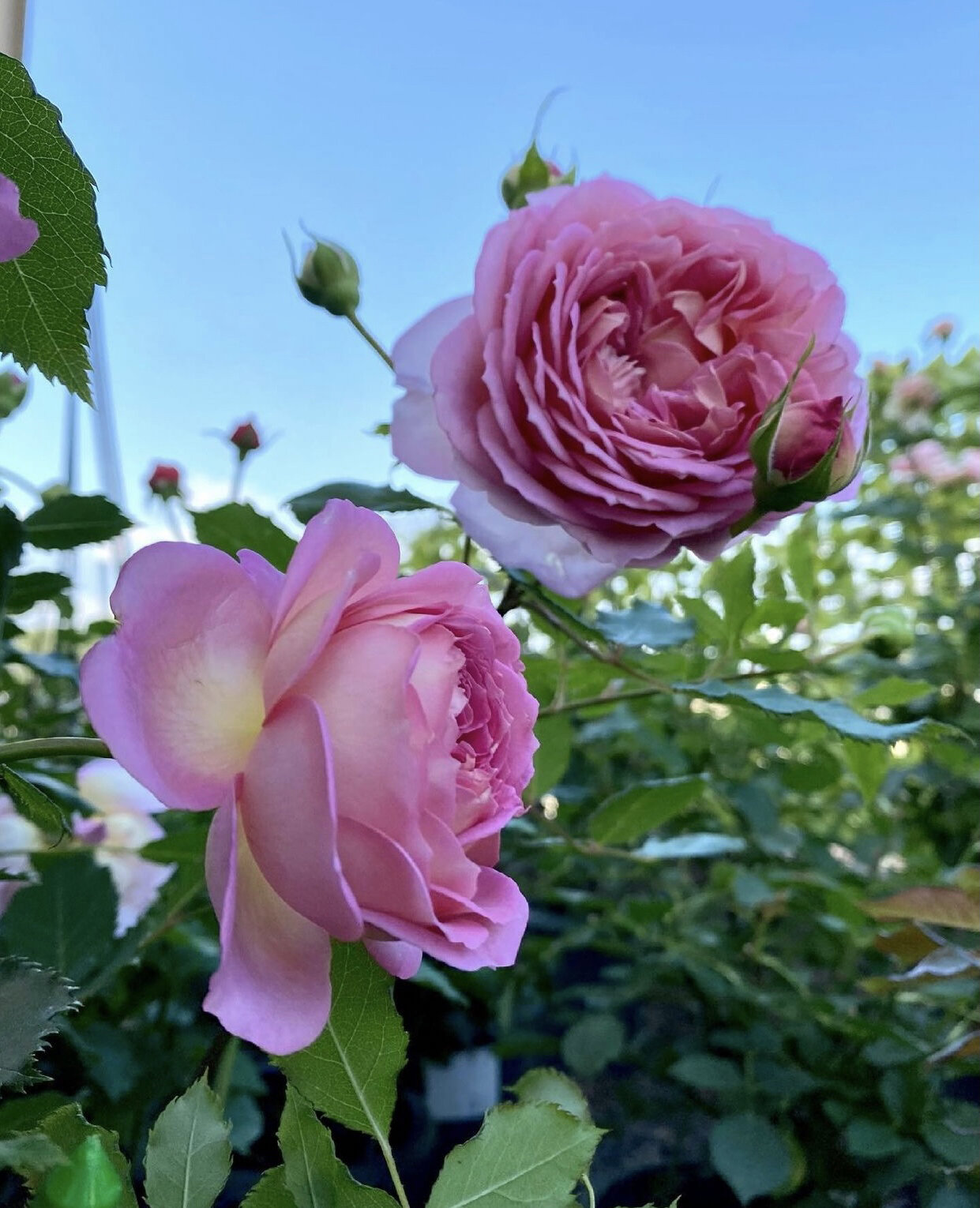 日本月季梦光环的优缺点分析～ 梦光环dream light由日本月季育种家