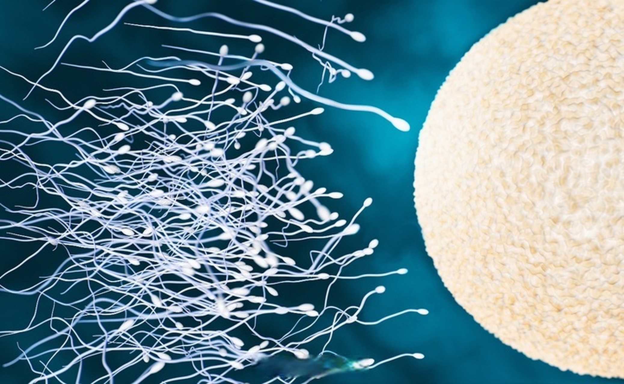 【专家:不良生活习惯可能造成精子质量下降】浙江精子库合格率在20%到