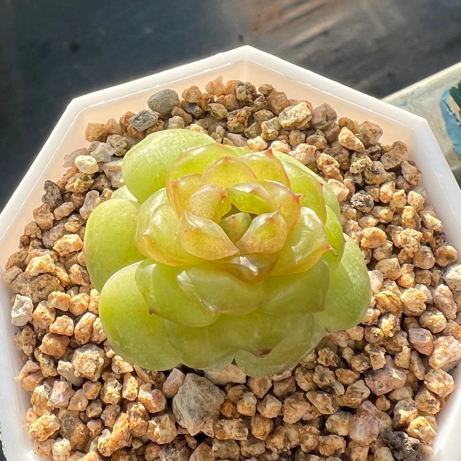 灯泡 多肉 珍妮