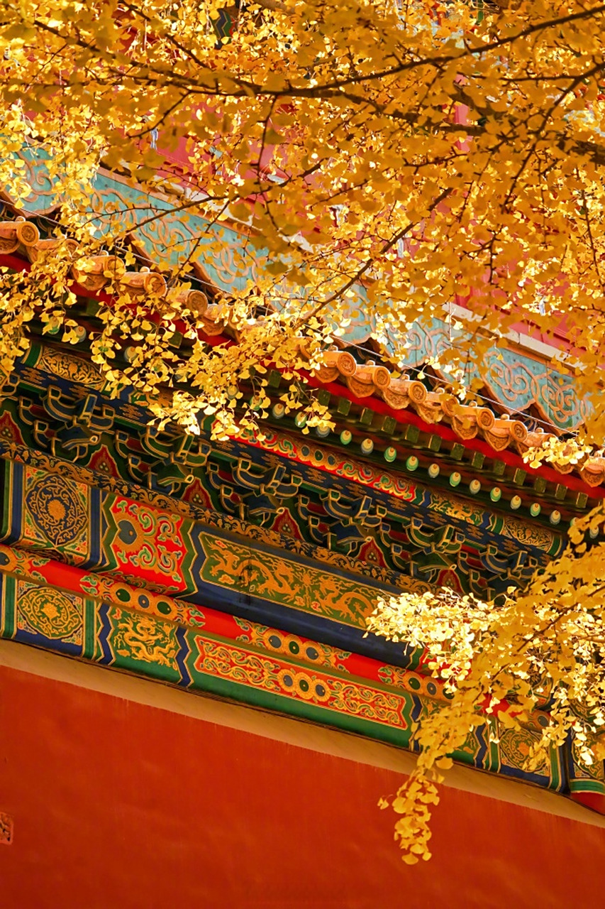 故宫银杏壁纸#】故宫的银杏黄了.