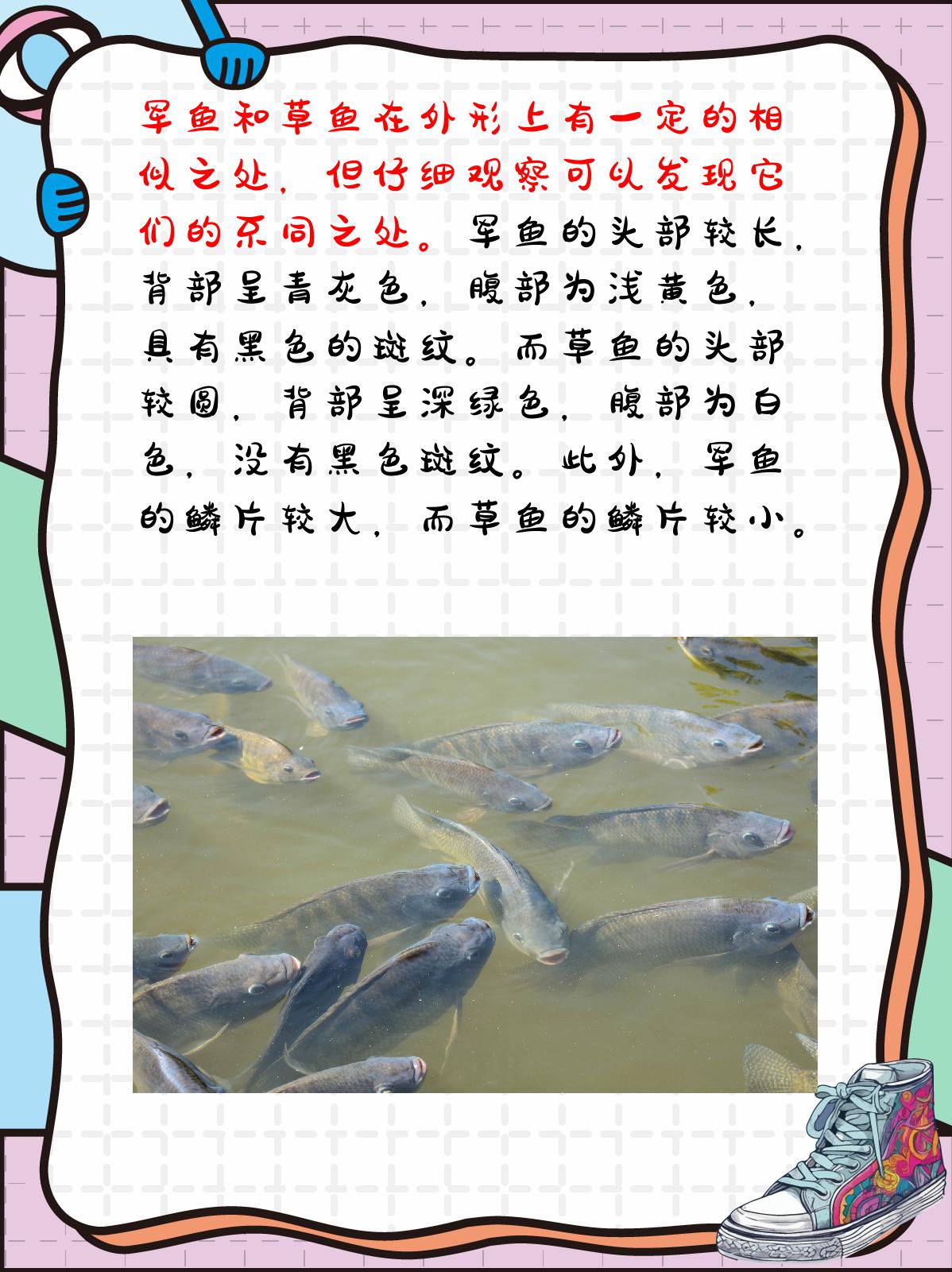 军鱼和草鱼的区别 我认为,军鱼和草鱼虽然都属于淡水鱼类,但它们在