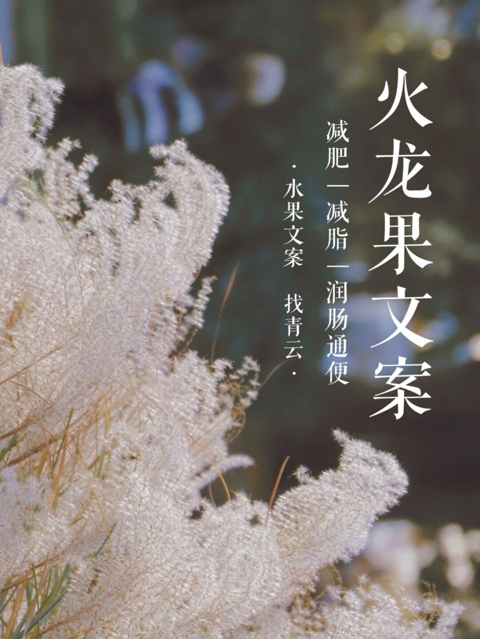 减肥火龙果文案|水果朋友圈文案|告别圈慌 嗨喽,我是青云呀 今天分享