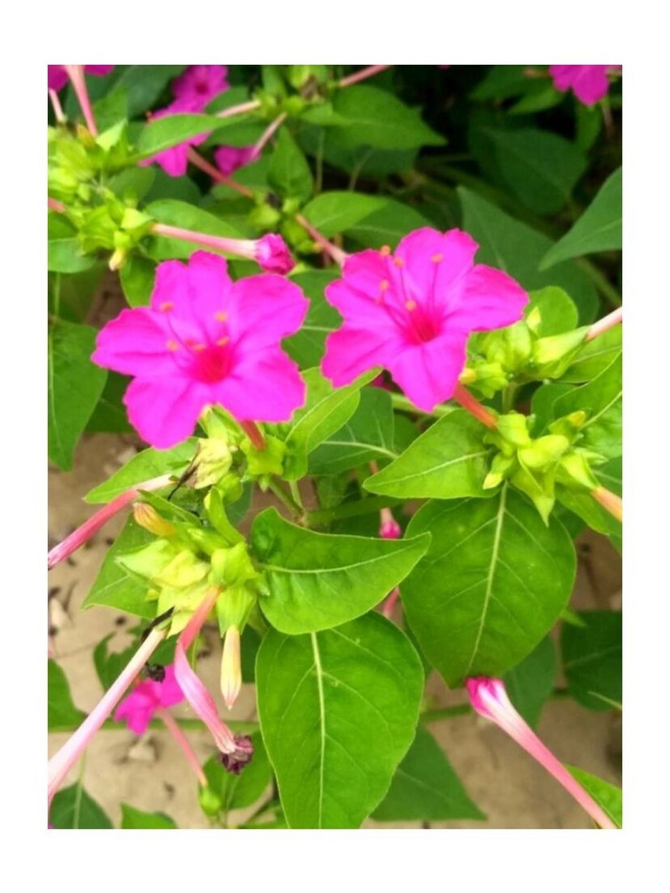 地雷花     中文名:紫茉莉 别名:胭脂花,粉豆花,夜饭花,状元花,丁香叶