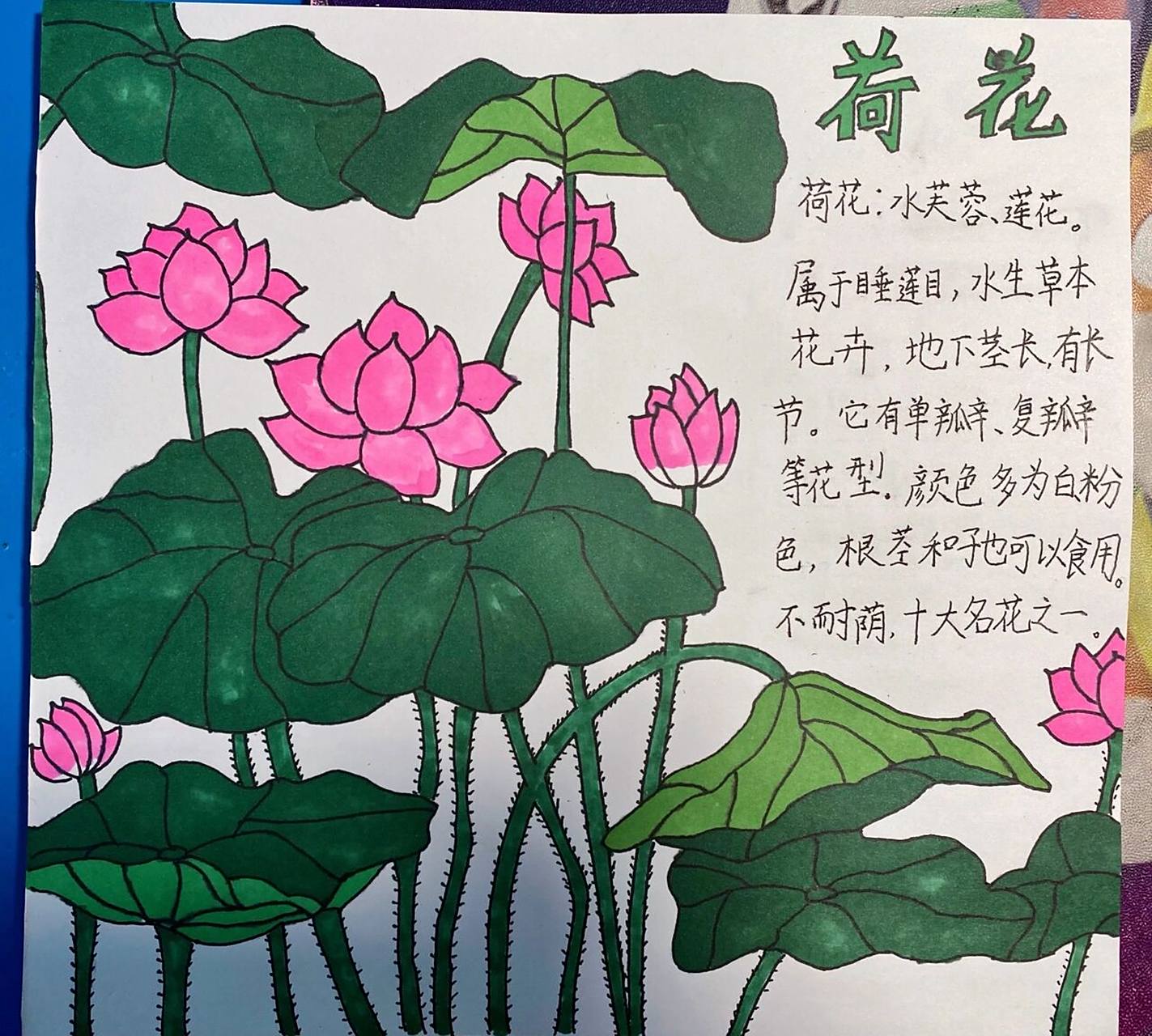 画了一幅简单的荷花名片!予独爱莲之出淤泥而不染