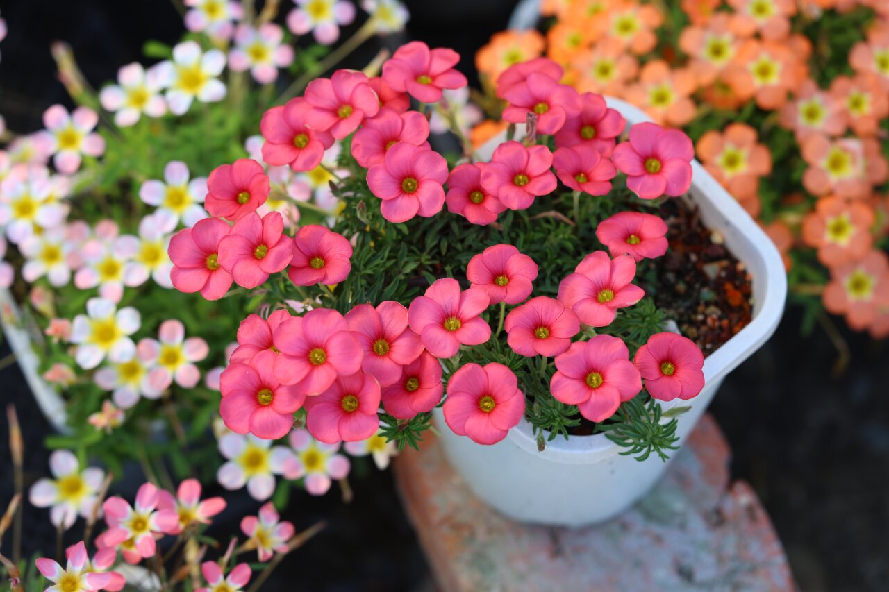 长发酢浆草血月 oxalis hirta blood moon